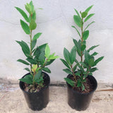 Bay Leaf Tree Live Plant, Sweet Bay Tree Laurel Trees, Laurus Nobilis, Well Rooted Plant Live, 4 to 8 Inc Tall