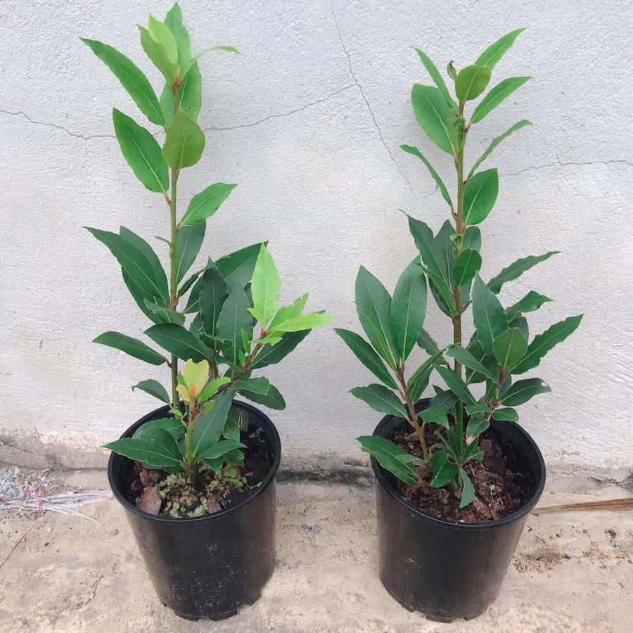 Bay Leaf Tree Live Plant, Sweet Bay Tree Laurel Trees, Laurus Nobilis, Well Rooted Plant Live, 4 to 8 Inc Tall