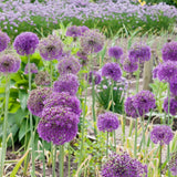 5 Allium Bulbs for Planting, Allium Gladiator Bulbs, Purple Blooming Onion Flowering Perennial for Spring and Summer Garden