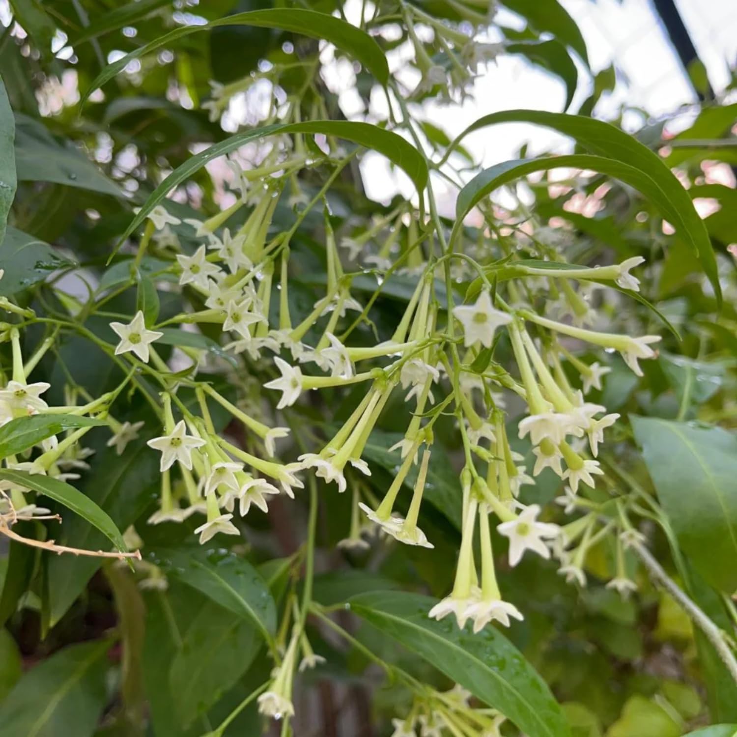 Jasmine Plant Live, White Fragrant Jasmine Flowering Vine, 4-7 Inches, Flowers for Home Garden, Balcony, Trellis (Night Blooming Jasmine)