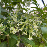 Jasmine Plant Live, White Fragrant Jasmine Flowering Vine, 4-7 Inches, Flowers for Home Garden, Balcony, Trellis (Night Blooming Jasmine)