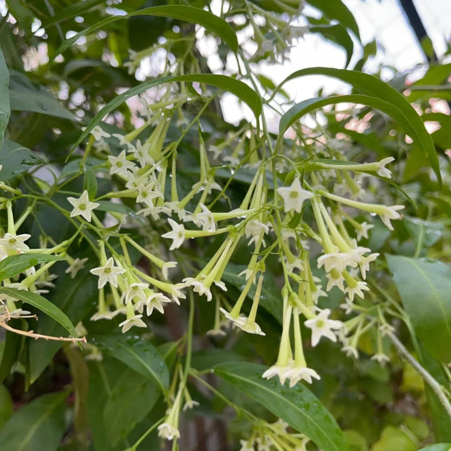 Jasmine Plant Live, White Fragrant Jasmine Flowering Vine, 4-7 Inches, Flowers for Home Garden, Balcony, Trellis (Night Blooming Jasmine)