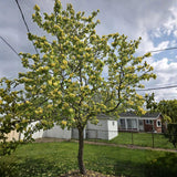 Yellow Magnolia Tree Live Plant in 2.5 Inches Pot, Dormant in Winter, 6-12 Inches in Tall, Ornamental Spring Flowering Tree, Outdoor