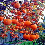 2 American Persimmon Trees Live Plants Seedlings, 1 Year Old, 7 to 14 Inches Tall, Dormant in Winter, Persimmon Fruit Tree, Cold Hardy