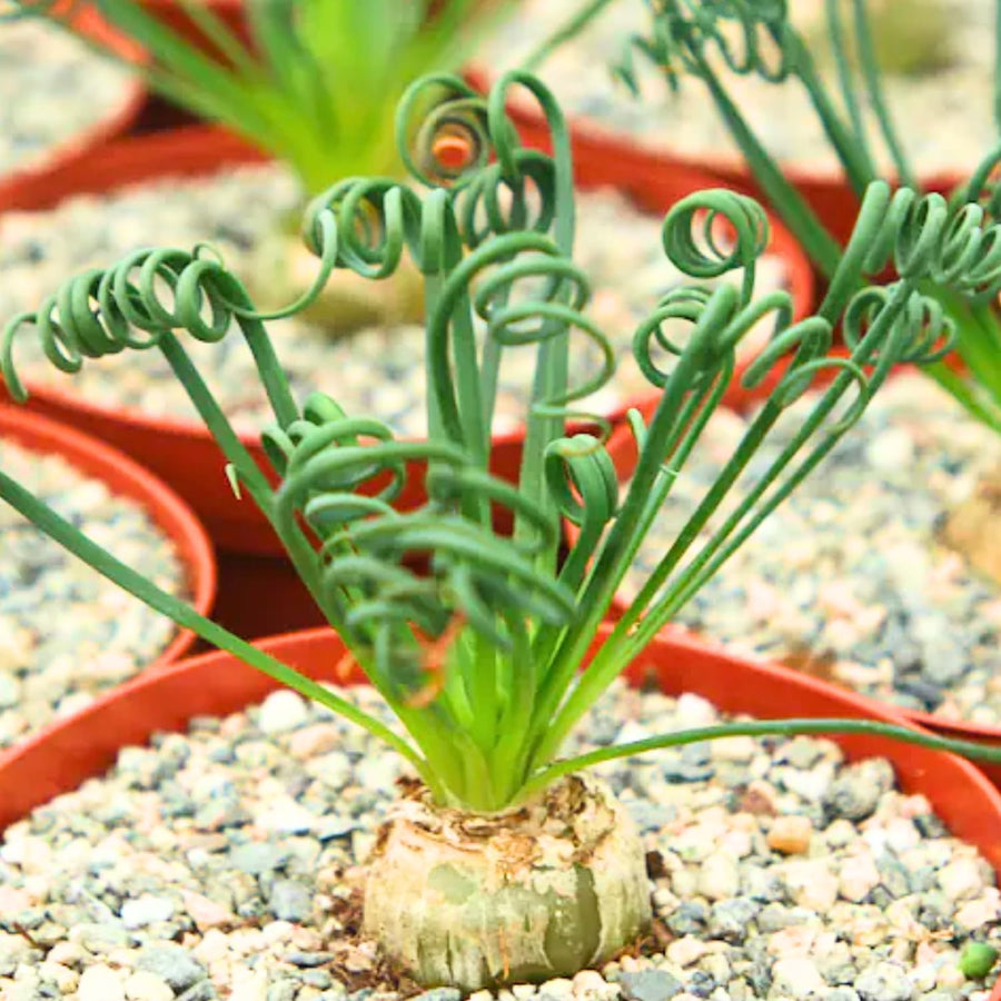 Albuca Live Plant in 3” Pot, Frizzle Sizzle Succulent, Curly Leaf Albuca Plant for Indoor Growing