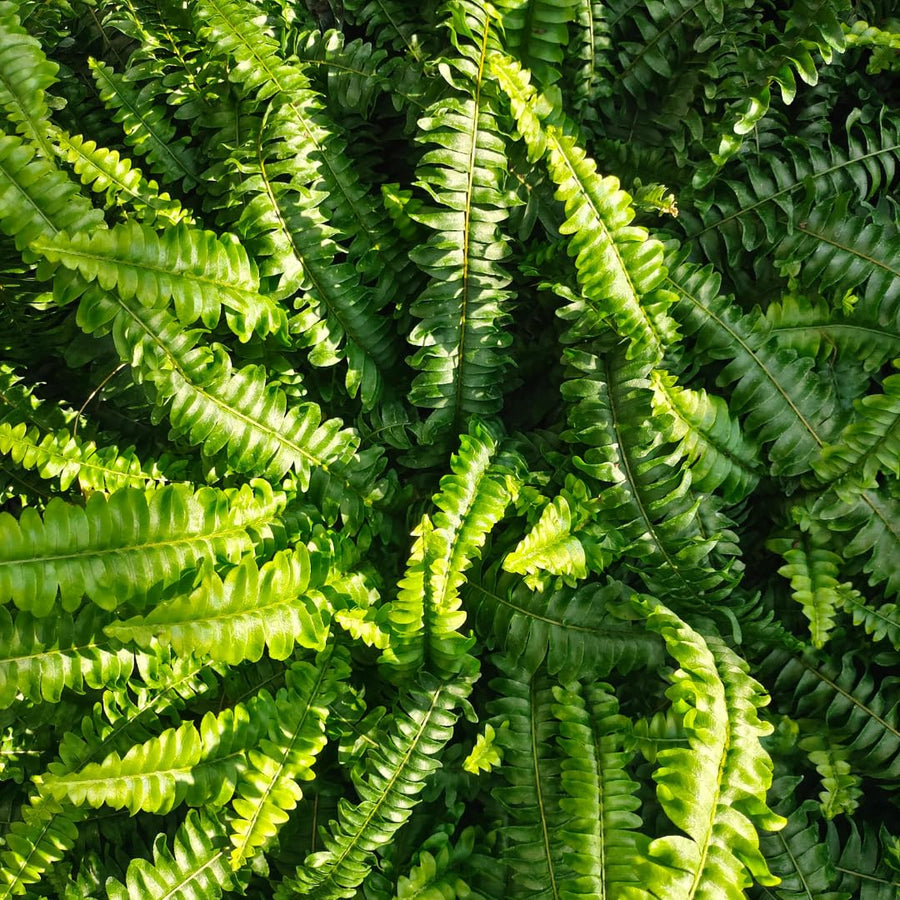 Set 10 Lady Fern Rhizomes, Ferns Starter Roots, Perennial Fern Plants, Ready to Grow