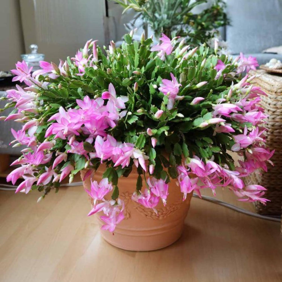 Pink Christmas Cactus Plants Live, 4 to 6 Inch Tall Live Christmas Cactus Bare Roots, Perennial Well Rooted Flower Plants, Holiday Houseplant, No Pot