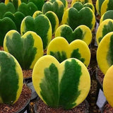 Variegated Kerri Hoya Plant Live, Rare Cream and Green Heart-Shaped Succulent Vine Leaves, Outdoor Indoor Houseplant Decor