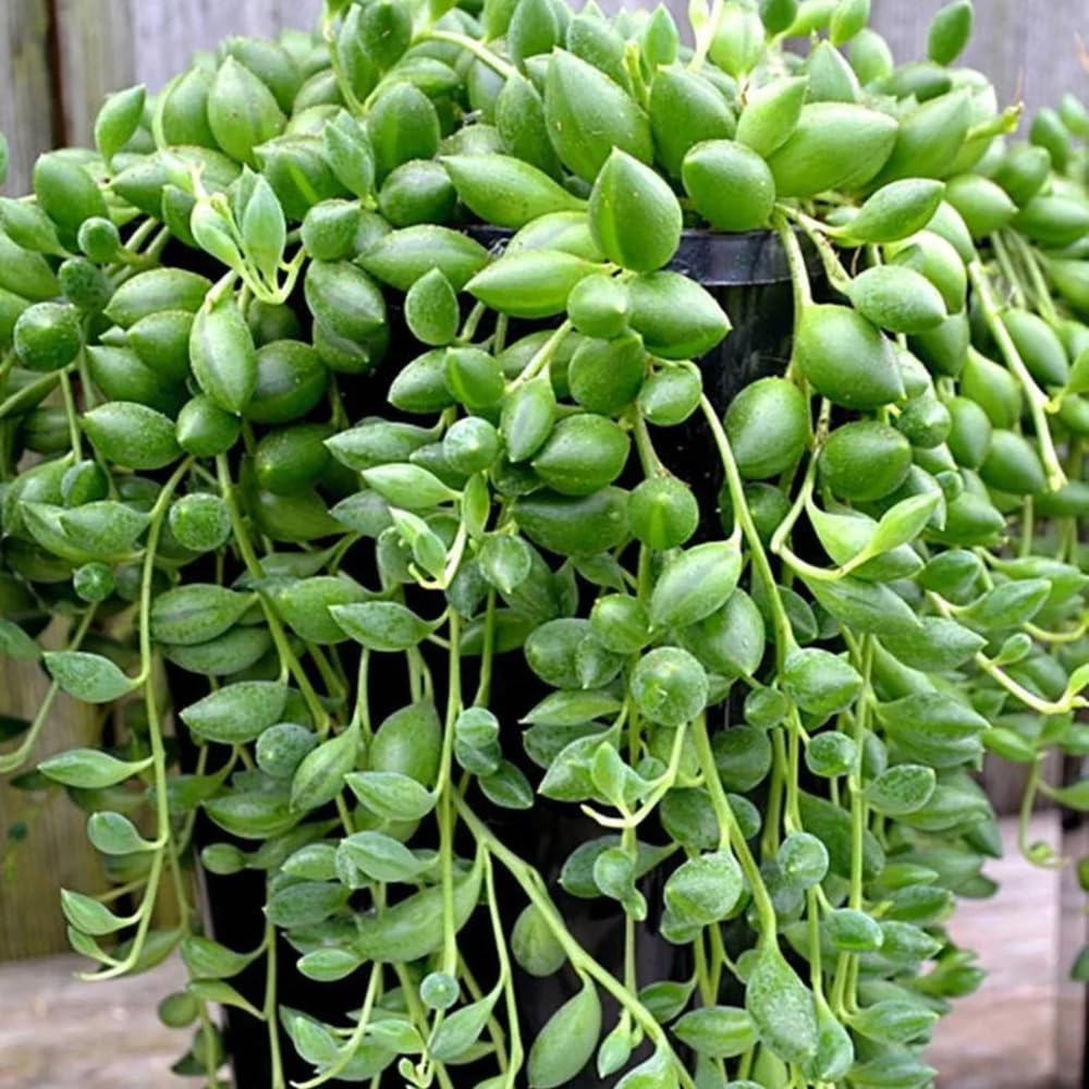 Succulent Plant Live, Trailing Houseplant, Indoor Green Foliage Plant in 4 Inch Pot (String of Watermelon)