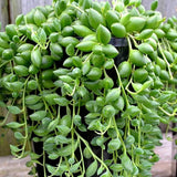 Succulent Plant Live, Trailing Houseplant, Indoor Green Foliage Plant in 4 Inch Pot (String of Watermelon)