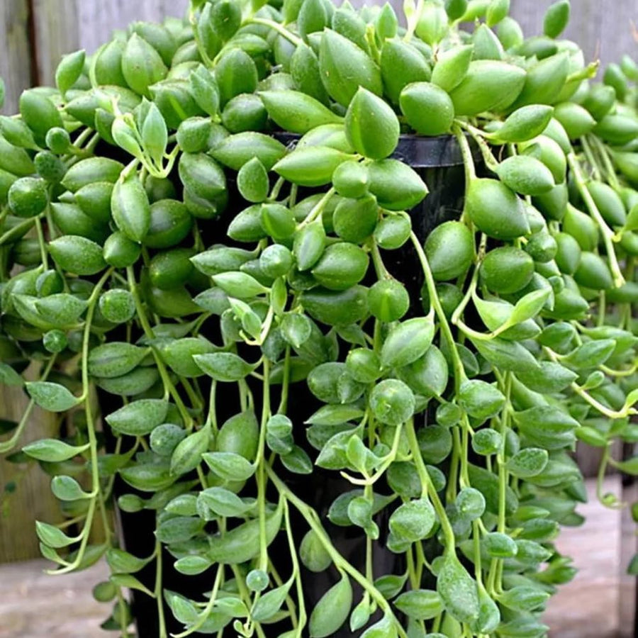 Succulent Plant Live, Trailing Houseplant, Indoor Green Foliage Plant in 4 Inch Pot (String of Watermelon)