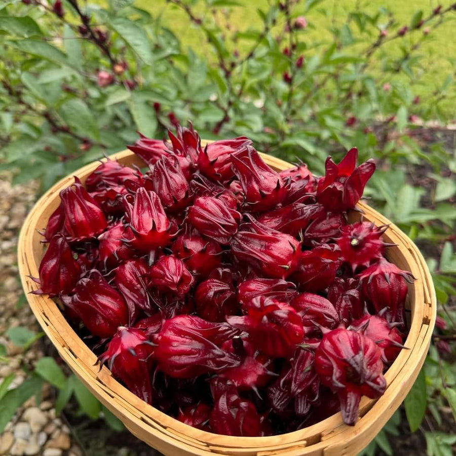 Roselle Seeds, Set of 50 Roselle Seeds, Red Hibiscus Roselle Seed for Outdoor Planting