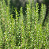 Set 200 Rosemary Seeds, Rosemary Seeds for Planting, Fragrant Herb for Indoor Outdoor Growing