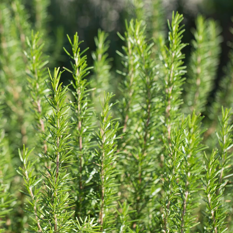 Set 200 Rosemary Seeds, Rosemary Seeds for Planting, Fragrant Herb for Indoor Outdoor Growing