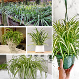 Curly Spider Plant in 4'' Pot, Live Indoor House Plant, Variegated Houseplant Ready to Grow Indoor Outdoor