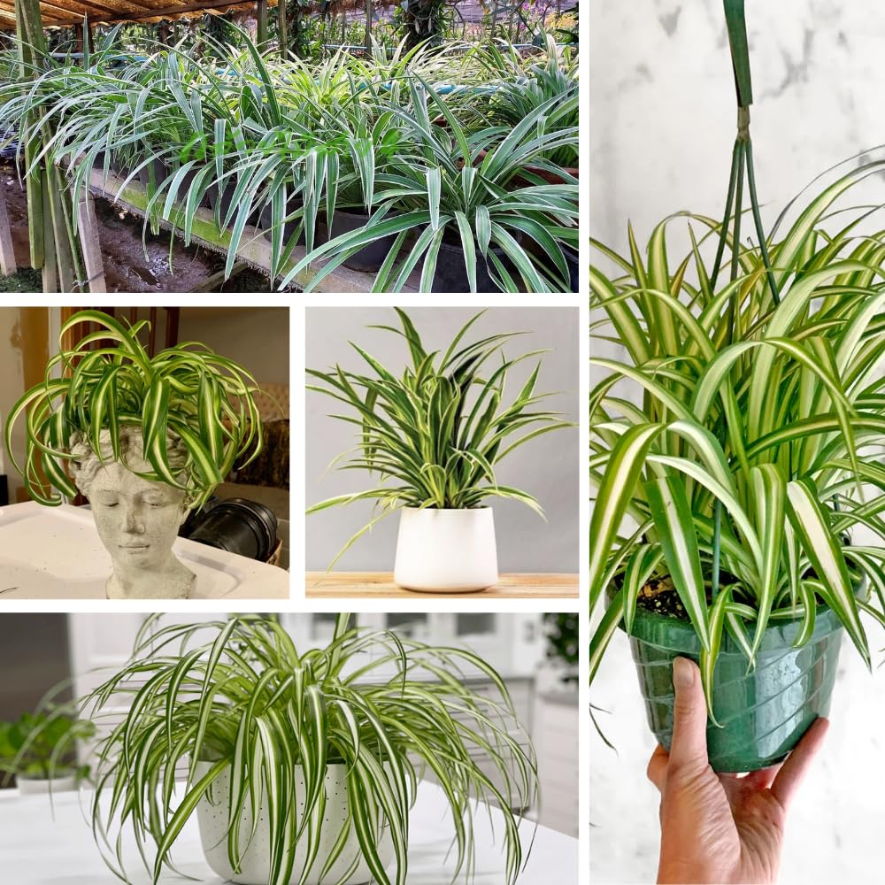 Curly Spider Plant in 4'' Pot, Live Indoor House Plant, Variegated Houseplant Ready to Grow Indoor Outdoor