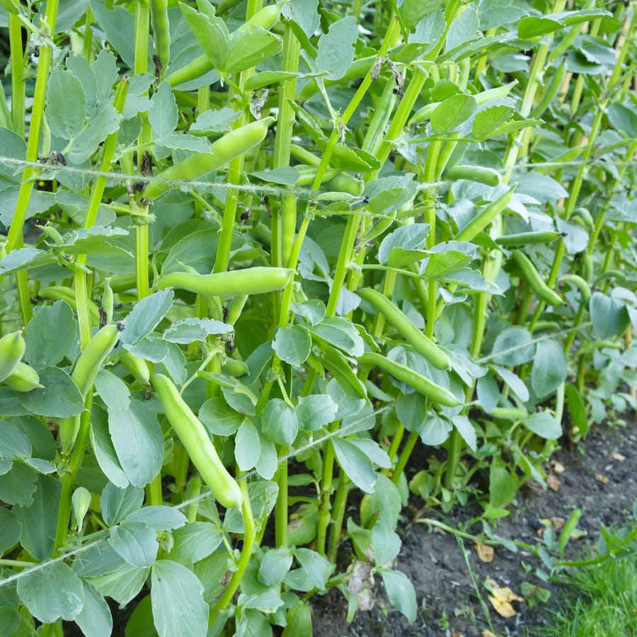 Green Bean Plant Live, Bean Live Plant, 4-6 Inches Tall in 4" Pot, Starter Plant for Vegetable Garden