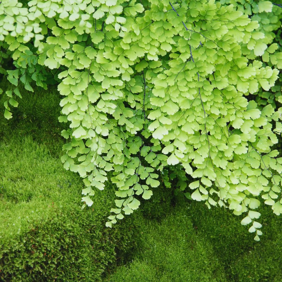 20 Fern Rhizomes, Maidenhair Fern Plants Live, Live Fern Plants, Fern Ground Cover Plants Live, Fern Live Plants, 20 Roots