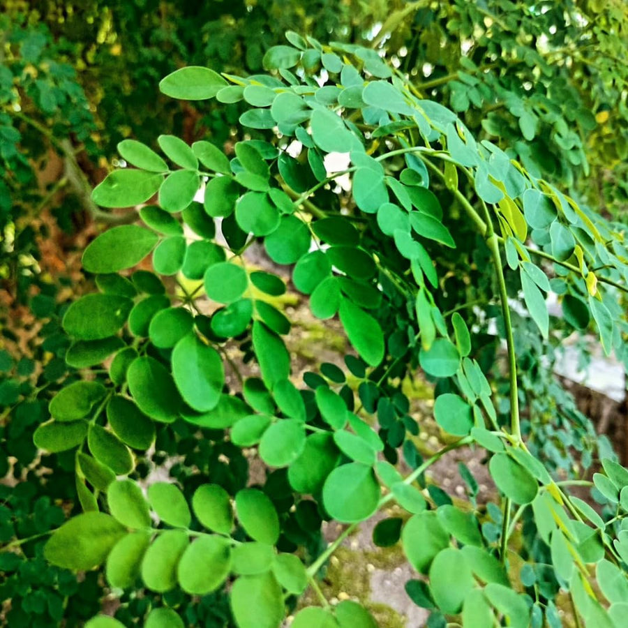Malunggay Moringa Tree Live Plant, Moringa Oleifera 6–8 Inches Tall in 4 Inch Pot, Drumstick Horseradish Tree for Outdoor Planting