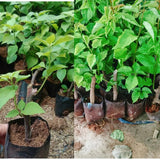 White Bougainvillea Tree Live Plant, 1 Year Old Ready to Plant Outdoor, Very Hardy, 6-10 Inches in Tall