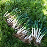 50+ American Flag Leeks Seeds, Vegetable Garden Seeds, Suitable for Backyard and Outdoor Planting