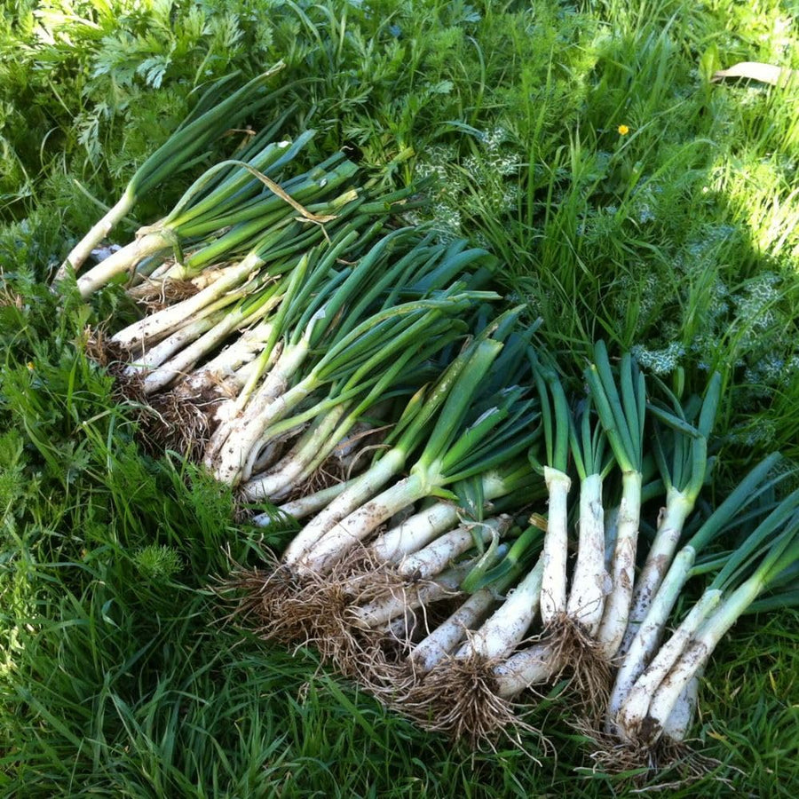 50+ American Flag Leeks Seeds, Vegetable Garden Seeds, Suitable for Backyard and Outdoor Planting