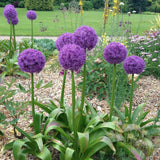 5 Large Purple Allium Bulbs, Ornamental Onion Flower Bulbs, Spring Blooming Garden Flowers for Outdoor Landscaping Planting