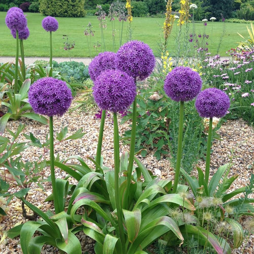5 Large Purple Allium Bulbs, Ornamental Onion Flower Bulbs, Spring Blooming Garden Flowers for Outdoor Landscaping Planting