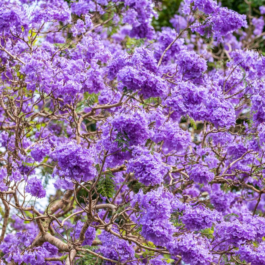Large Jacaranda Tree Plant Live, 3-6 Inc Tall, Jacaranda Bonsai Tree, Live Jacaranda Plant for Landscaping, Vibrant Purple Blooms, 1 Year Old