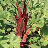 50 Count Red Okra Seeds for Planting, Red Okra Vegetable Seeds for Garden Planting and Yard Growing