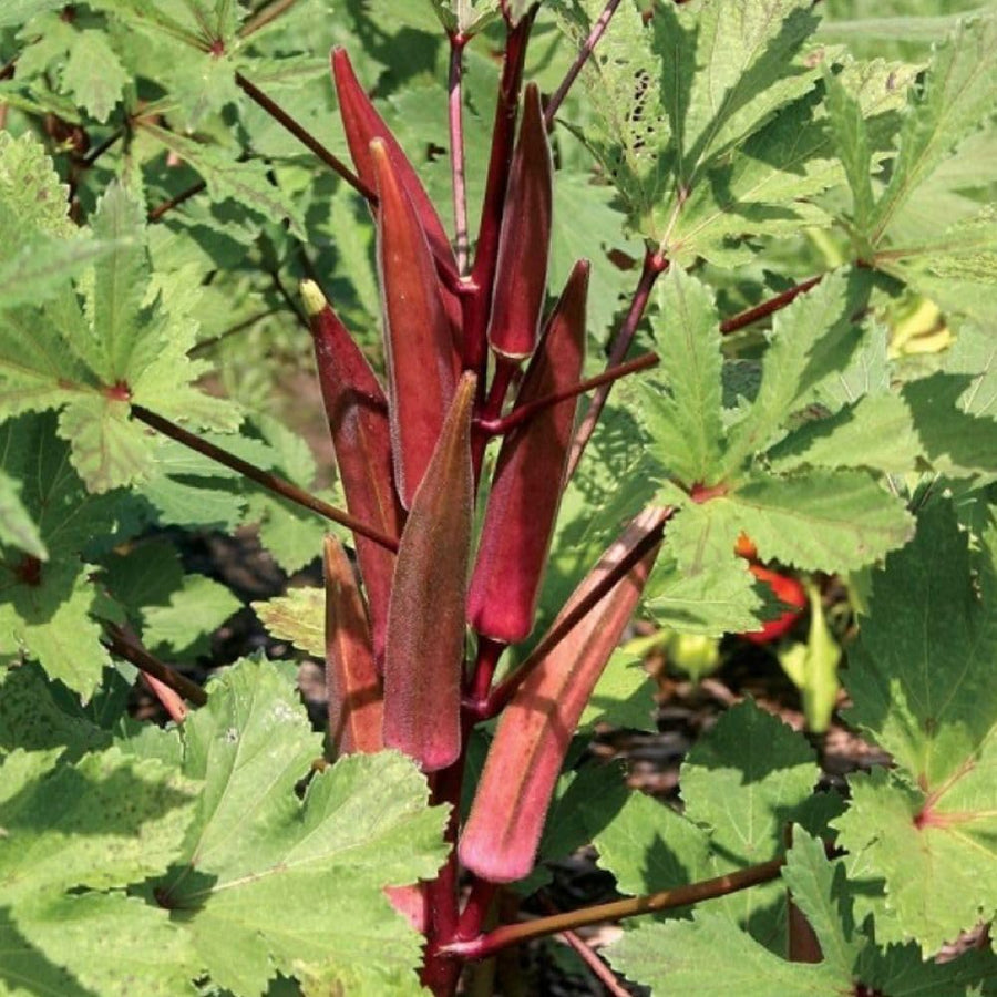 50 Count Red Okra Seeds for Planting, Red Okra Vegetable Seeds for Garden Planting and Yard Growing
