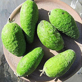 2 Pineapple Guava Trees Live Plants, 5 to 9 Inc Tall, Well Rooted, 1 Year Old Guava Tree, Fragrant Guava for Planting, Cold Hardy