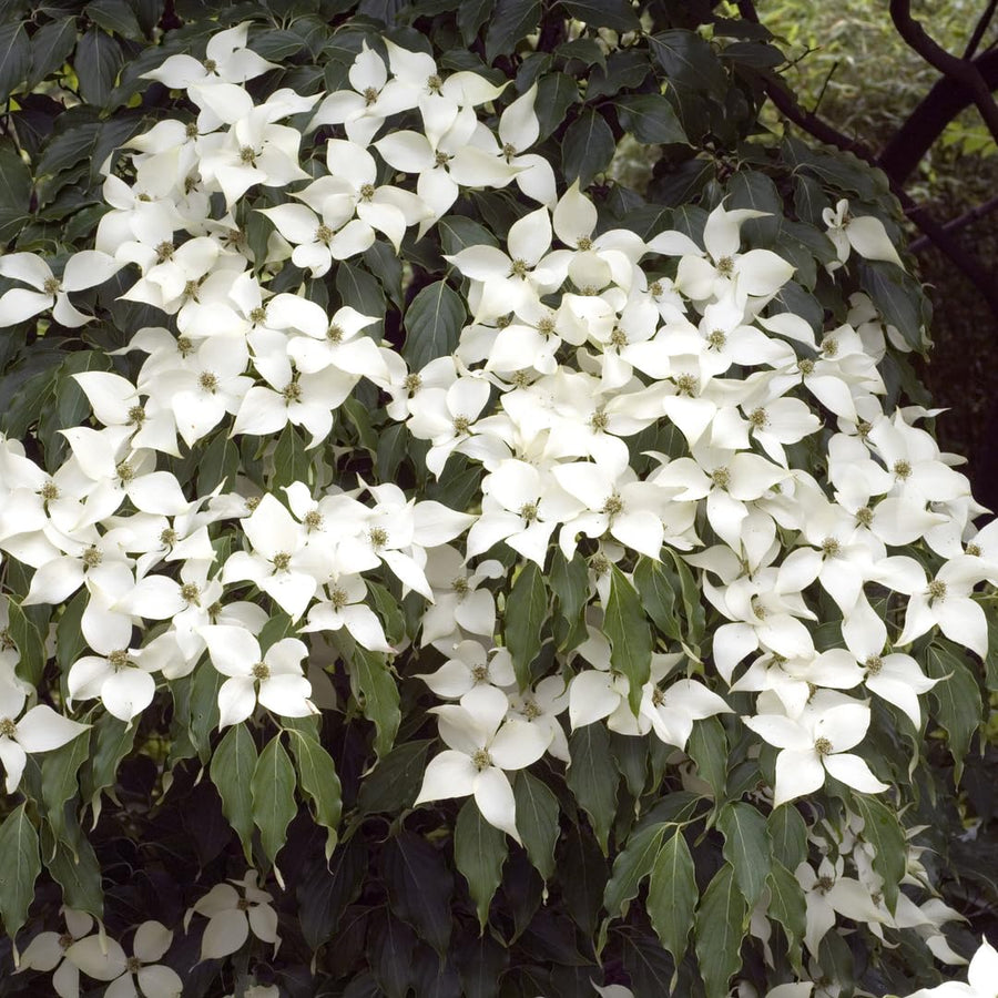 White Kousa Dogwood Tree Live Plant in Quart Pot, Flowering Dogwood Tree for Outdoor Garden, Ornamental Tree for Landscape, Yard or Garden Planting