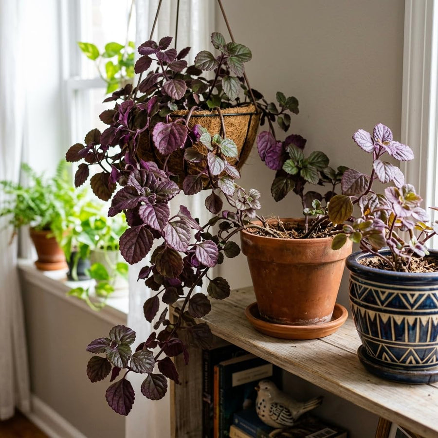 Purple Swedish Ivy Live Plants in 4'' Pot, Hardy Ivy Vine Plant for Trellis, Ground Cover, Live Indoor Houseplants