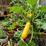 Set 75 Seeds Zucchini Seeds for Planting, Golden Zucchini Seeds, Summer Squash Seed for Indoor Outdoor Planting