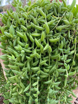 String Plant Live 4 Inch Pot, Rare Succulents Plants in Hanging Baskets, Trailing Succulent Houseplant for Home Office (String of Banana)