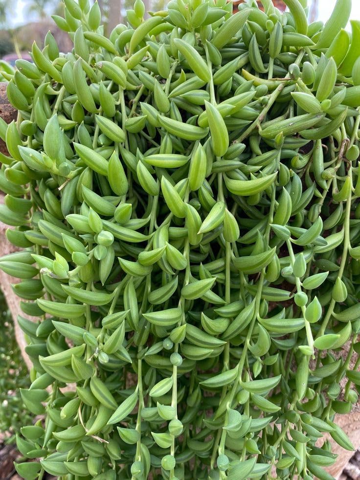 String Plant Live 4 Inch Pot, Rare Succulents Plants in Hanging Baskets, Trailing Succulent Houseplant for Home Office (String of Banana)