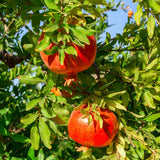 Pomegranate Tree Plant Live, Pomegranate Fruit Plant, 4 Inch Pot, Ready for Planting