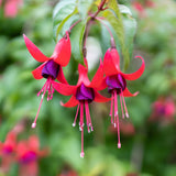 Purple Fuchsia Plant Live, Hardy Fuchsia Flower Plants for Garden, 3 to 4'' Tall - Single Bloom, Purple Flower Plant, No Pot