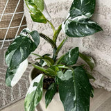 Set of 2 Live White Green Philodendron Plants in 4 Inch Pots, Tropical Indoor Houseplants with Variegated Foliage, Ready to Grow