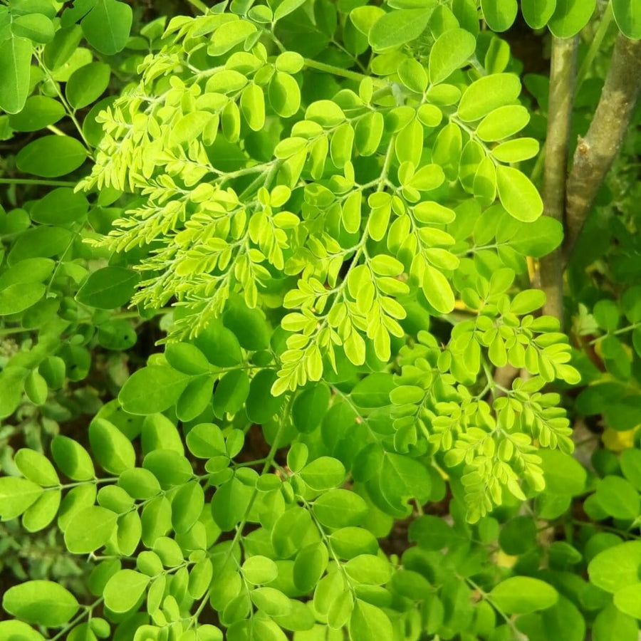 2 Moringa Trees Live Plants, Moringa Oleifera Drumstick Plant Live, 4 Inc Pot, Herb Garden Planting Outdoor