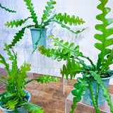 Fishbone Cactus Live Plant in Pot, Starter Epiphyllum Cactus for Hanging Basket Succulents Plant Live, 6-7" Tall in 2" Pot Houseplant Trailing Indoor