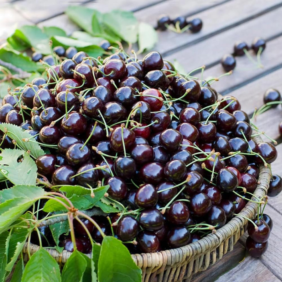 2 Black Cherry Trees Live Plants for Planting, Sweet Cherry Plants Live Fruits Trees, Bareroots Dormant 1-1.5 Feet Tall, Wild Black Cherry Seedlings