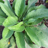 Pack of 6 Comfrey Root Cuttings, Comfrey Live Roots, Fast-Growing Perennial Herb Plants for Garden Growing
