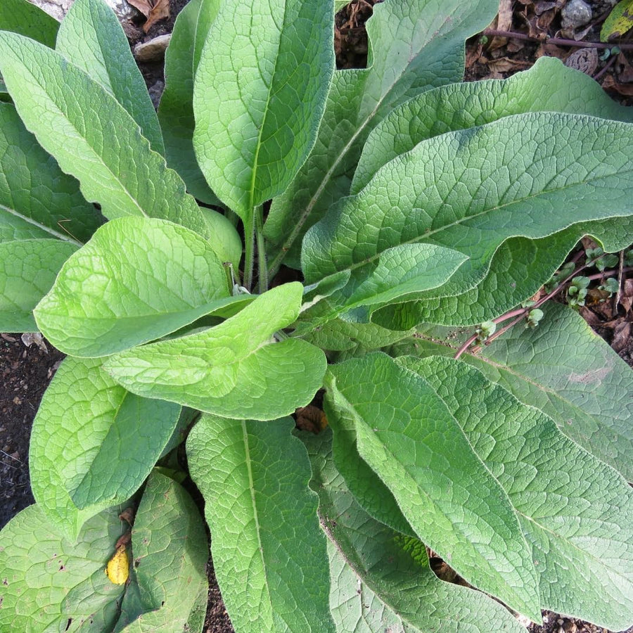 Pack of 6 Comfrey Root Cuttings, Comfrey Live Roots, Fast-Growing Perennial Herb Plants for Garden Growing