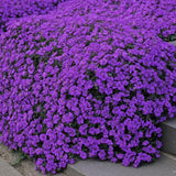 35000 Dwarf Creeping Thyme Seeds for Planting, Year-Round Ground Cover Thyme Seeds for Garden Borders and Rock Gardens