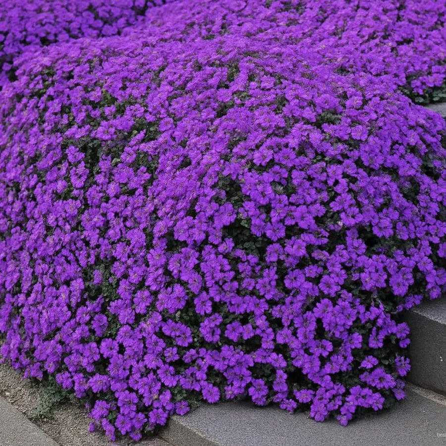 35000 Dwarf Creeping Thyme Seeds for Planting, Year-Round Ground Cover Thyme Seeds for Garden Borders and Rock Gardens