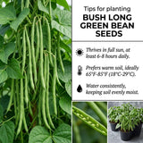 Set of 25 Long Green Bush Bean Seeds for Planting, Bush Bean Seeds, Green Beans, Heirloom Vegetable for Outdoor Planting