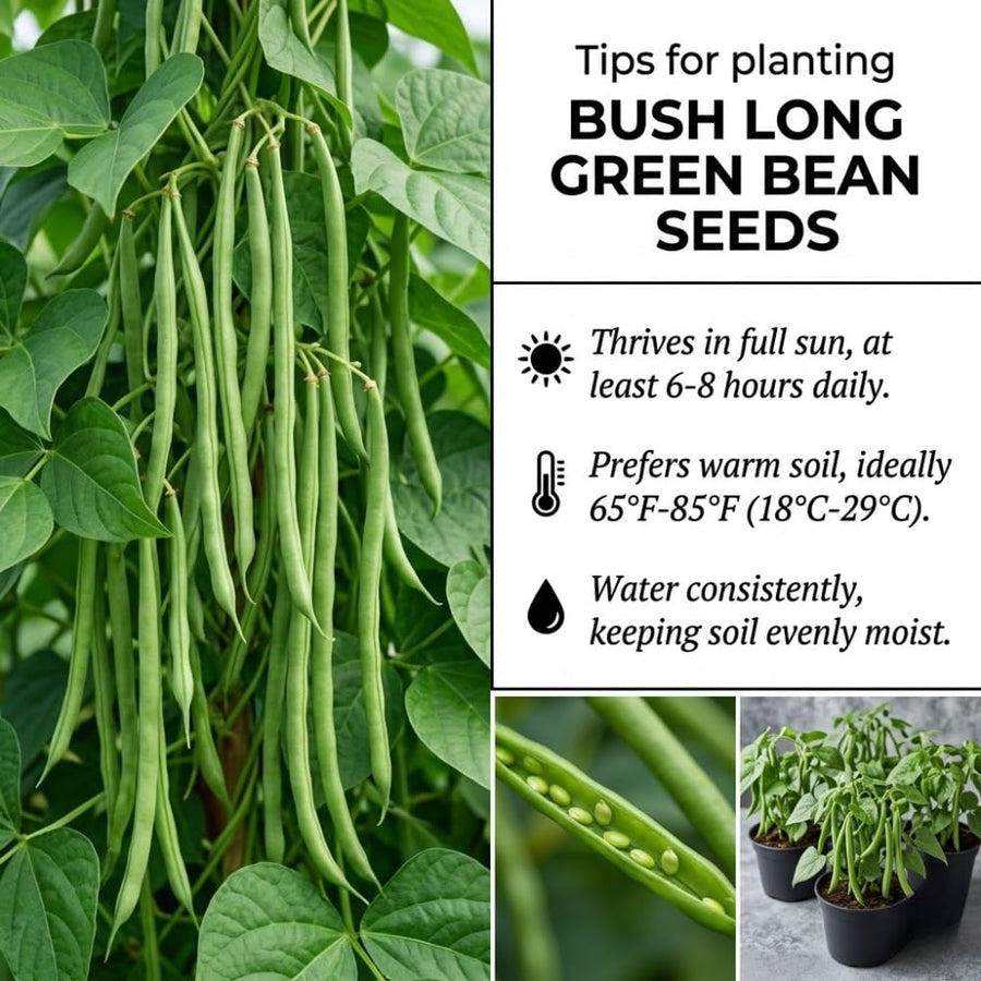 Set of 25 Long Green Bush Bean Seeds for Planting, Bush Bean Seeds, Green Beans, Heirloom Vegetable for Outdoor Planting