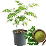 Set 2 Moringa Trees Live Plants, Oleifera Drumstick Trees Live Plants, Moringa Plants, 1 to 2 Feet Tall